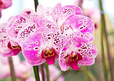 Fialové květy orchidejí Phalaenopsis