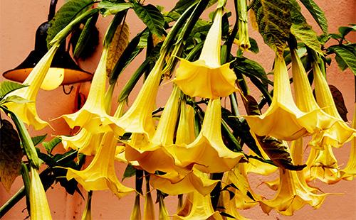 Sárga Brugmansia virágok