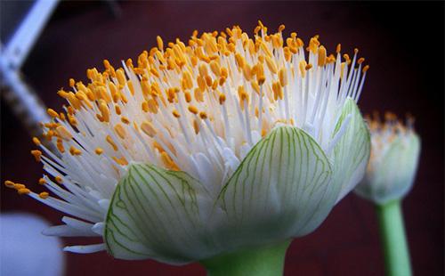 Hemanthus kvetina