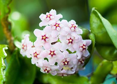 Efektní Hoya masité květiny