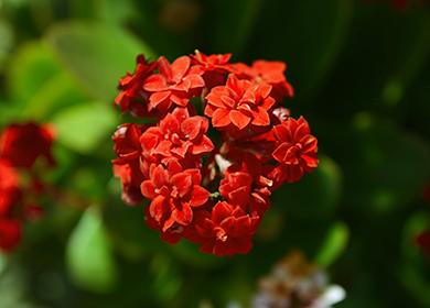 Червено каланхое цвете