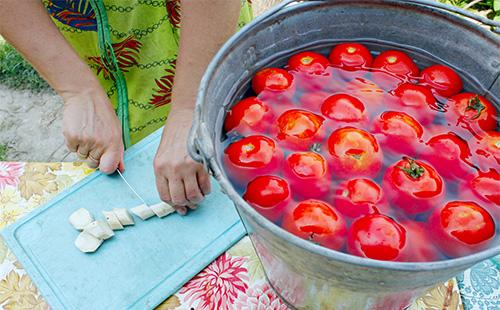 Rajčata v kbelíku