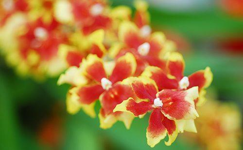Forår blomstrende gul-rød oncidium