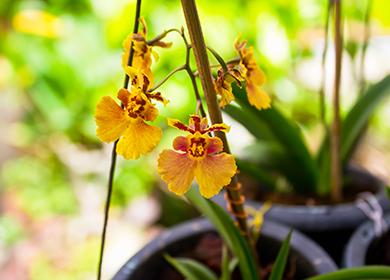 Sárga tigris orchidea virágok