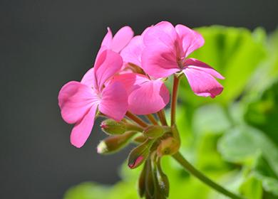 Keväällä kukkiva murattipelargonium