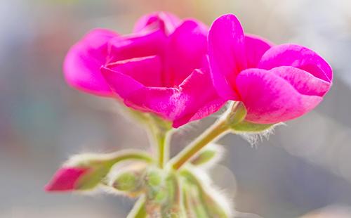 Rosa Blütenblätter der großblumigen Pelargonie