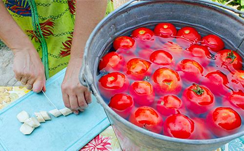 Tomaten in einem Eimer Wasser