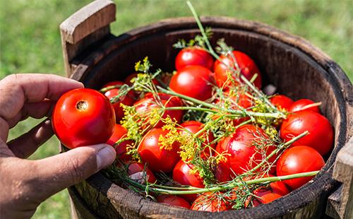 Marinoidut tomaatit tynnyrissä