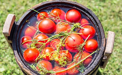 Marinoidut tomaatit suolavedessä