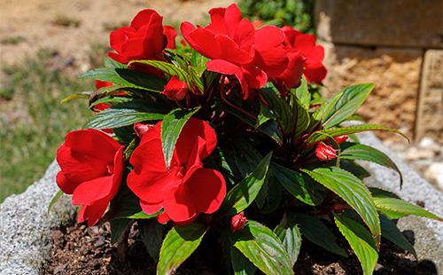 Flors de bàlsam vermell