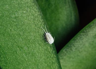 Pest σε ένα φύλλο ορχιδέας