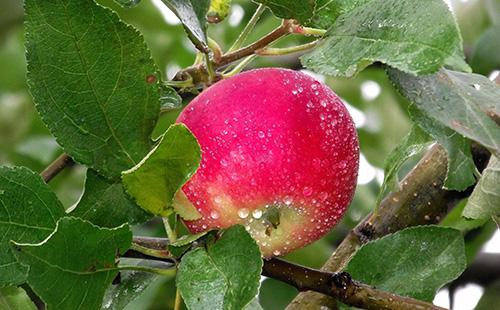 תפוח אדום על עץ
