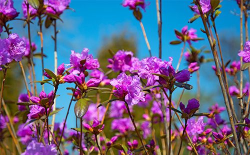 Виолетови цветя ледум