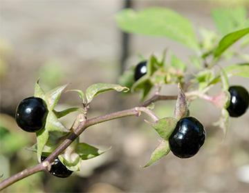 Fekete belladonna bogyók