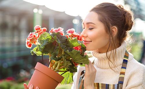 Nő belélegzi a begónia virág illatát