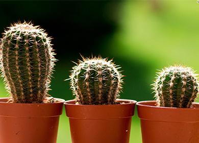 Trys maži kaktusai