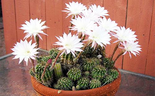 Flors del cactus Echinopsis