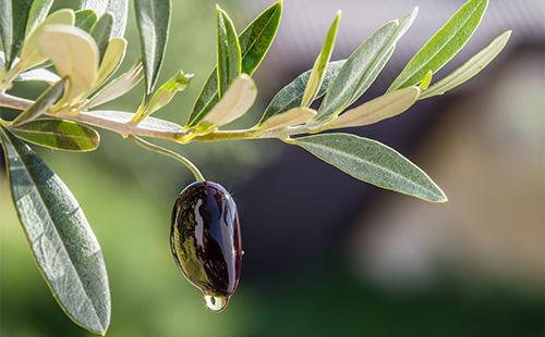 Scarichi d'olio dalle olive