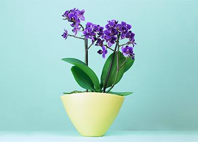 Kék orchidea