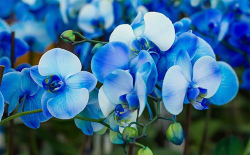 Blaue Blumen Orchideen