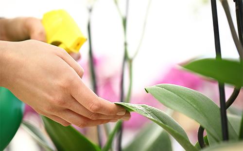Orchid Leaf Care