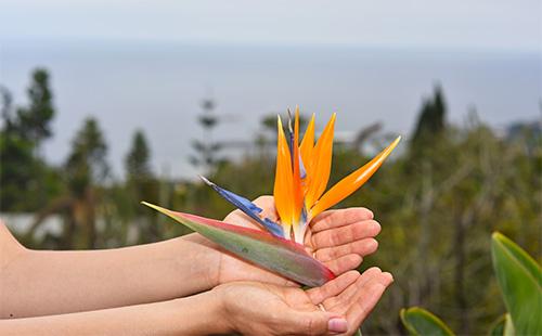 Fleur de Strelitzia dans les mains