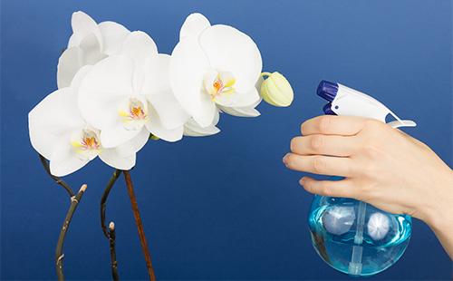 Pag-spray ng Orchid Zweit