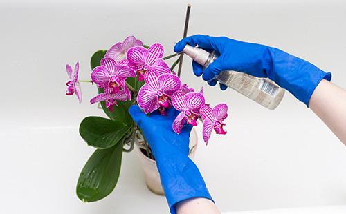 Tręšiančios orchidėjos lapais