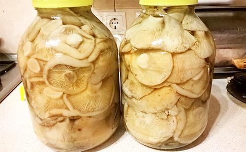 Solené houby šafránové ve sklenici