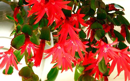 Květy červené Ripsalidopsus