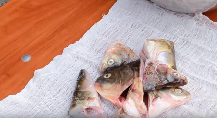 Διαδώστε τα κεφάλια των ψαριών σε γάζα, δέστε με κόμπο.