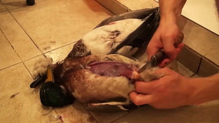 Всичко за това как да се готви дива патица