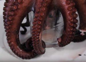 Miksi valmistaa mustekalaa pehmeäksi: oikea resepti valokuvalla.